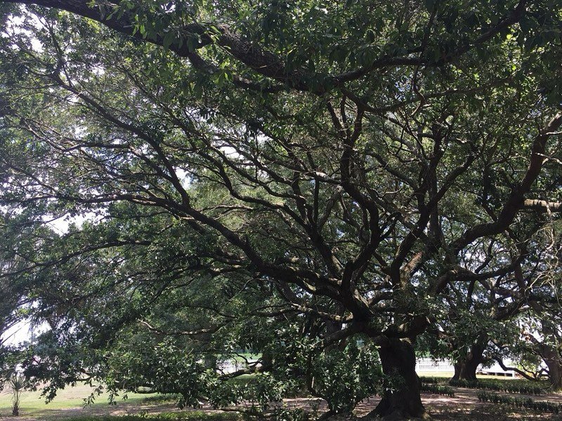 Sprawling southern live oak trees